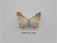 藏品(尺蛾330)的圖片